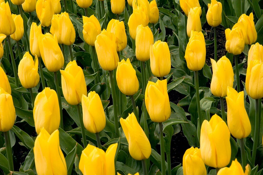 Tulips (Tulipa 'Strong Gold')