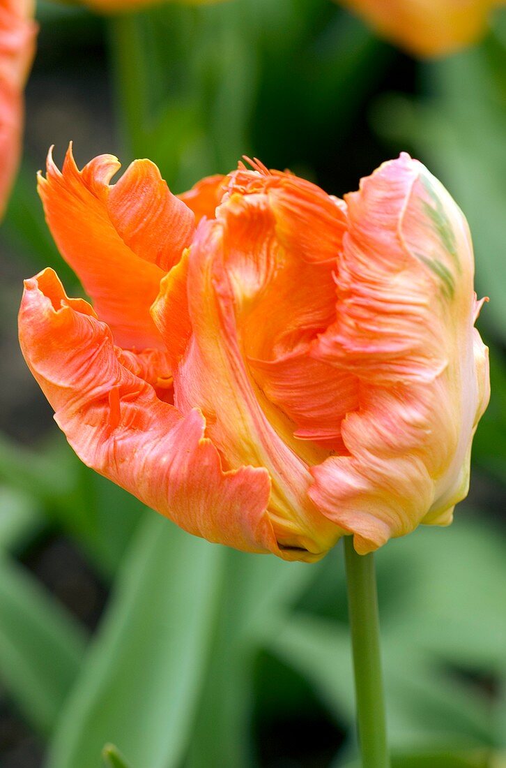 Tulips (Tulipa 'Professor Rontgen')