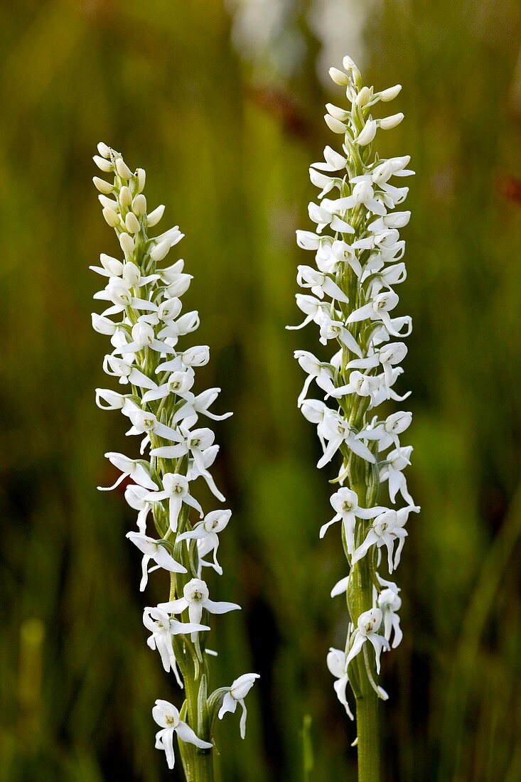 Bog orchids (Platanthera leucostachys)