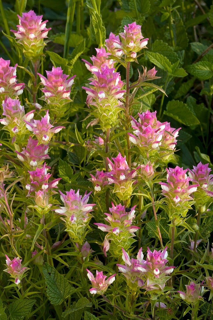 Mountain clover (Orthocarpus cuspidatus)