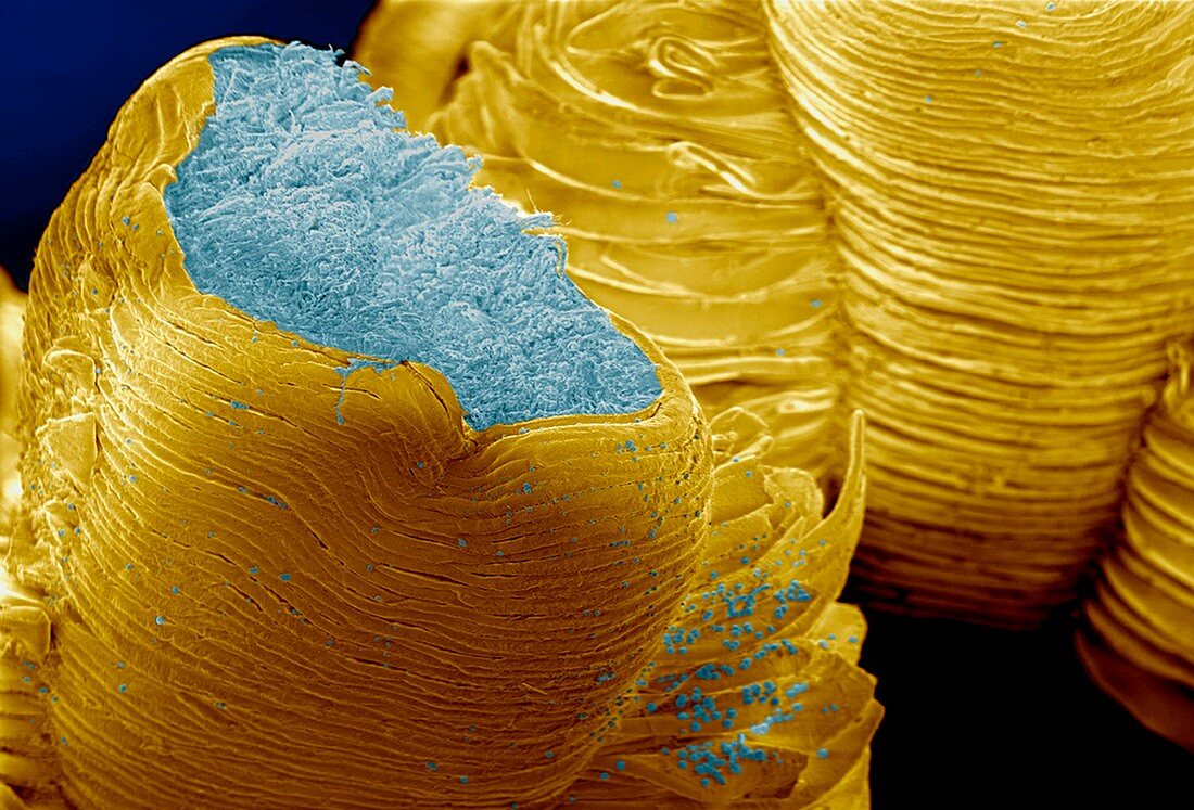 Thermophilic bacteria,SEM