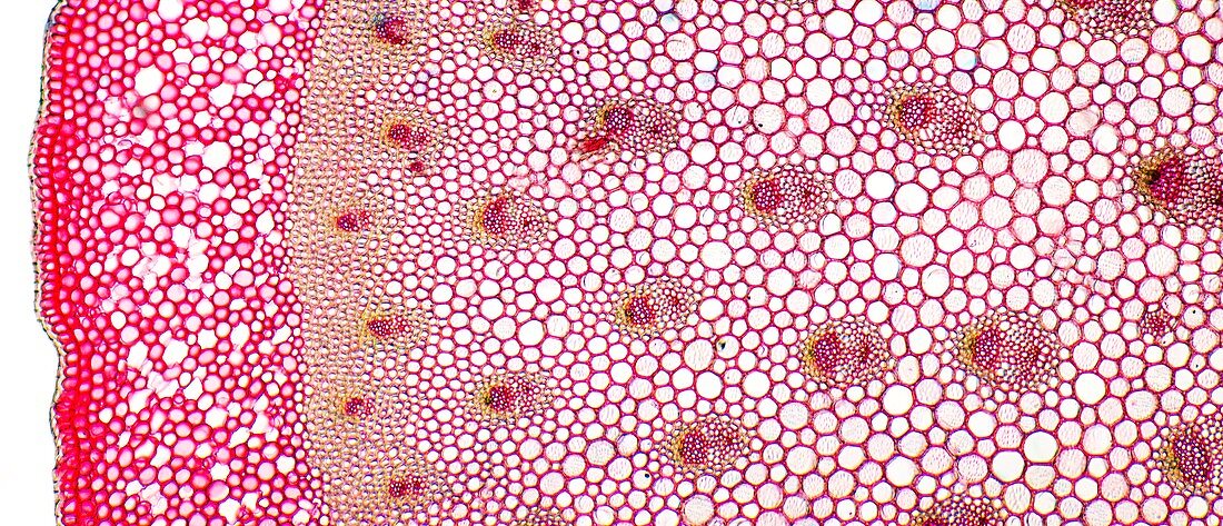 Butchers broom stem,light micrograph