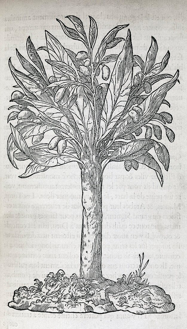 Moses tree,16th century artwork