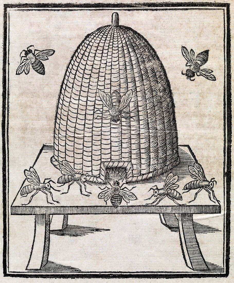 Bees and beehive,17th century artwork
