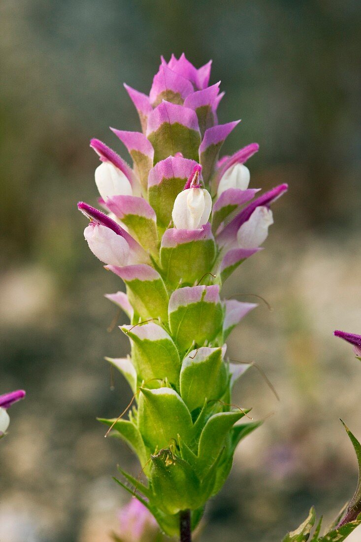 Mountain clover (Orthocarpus cuspidatus)