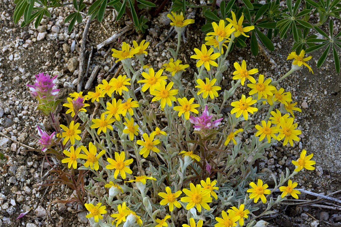 Mountain flowers,USA