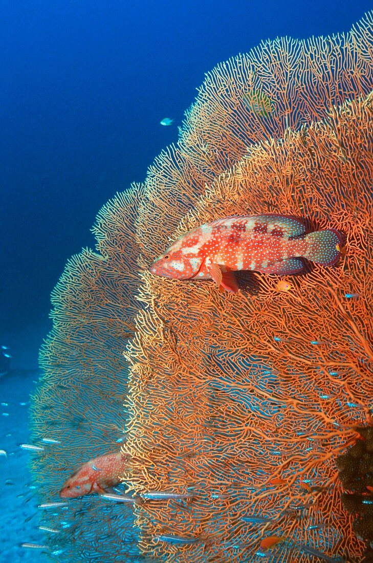 Coral hind groupers