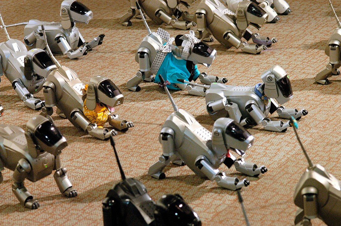 AIBO robot dogs