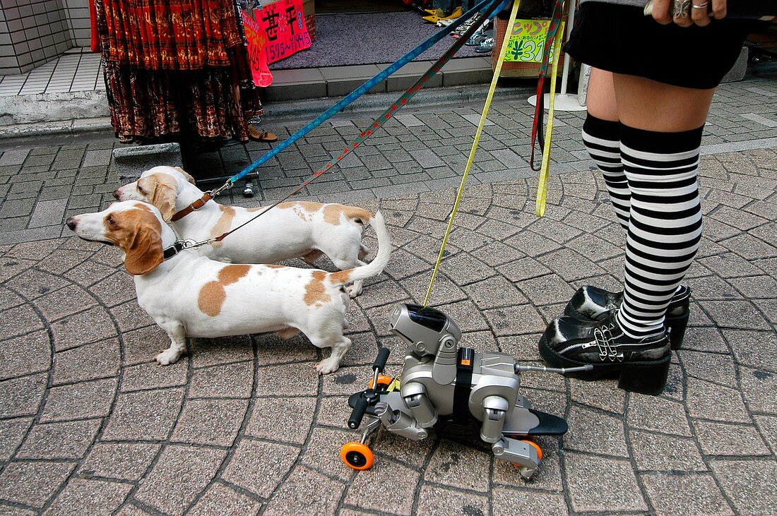 Walking an AIBO robot dog