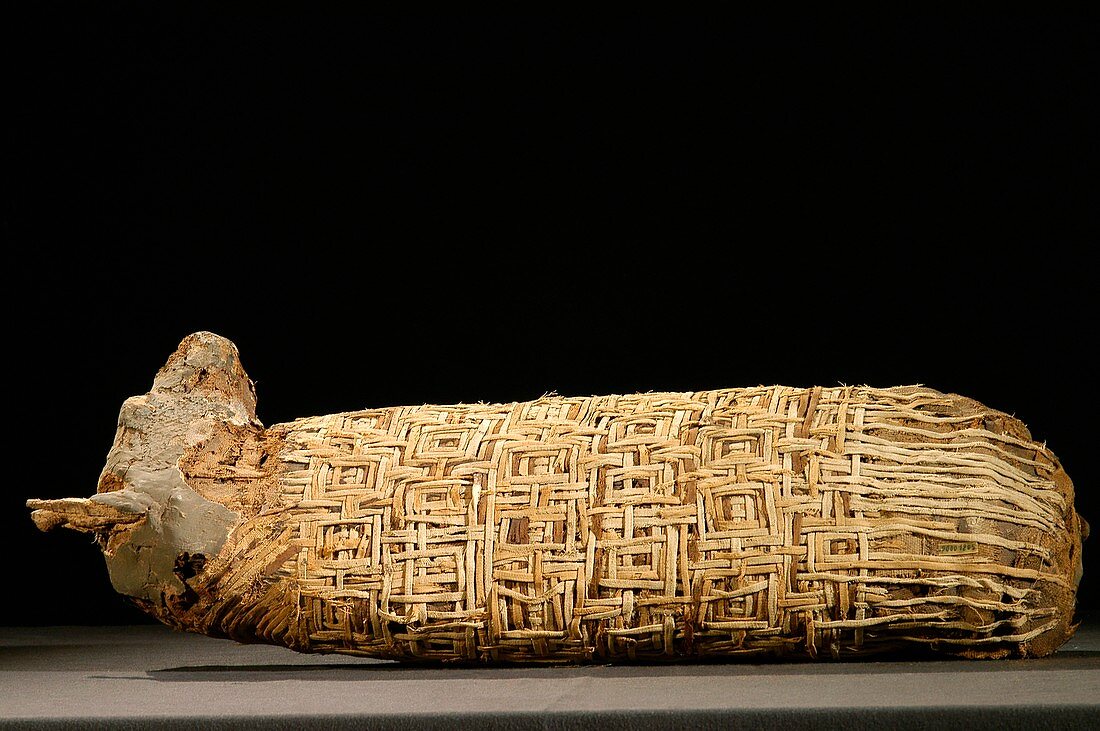 Mummified dog from Ancient Egypt