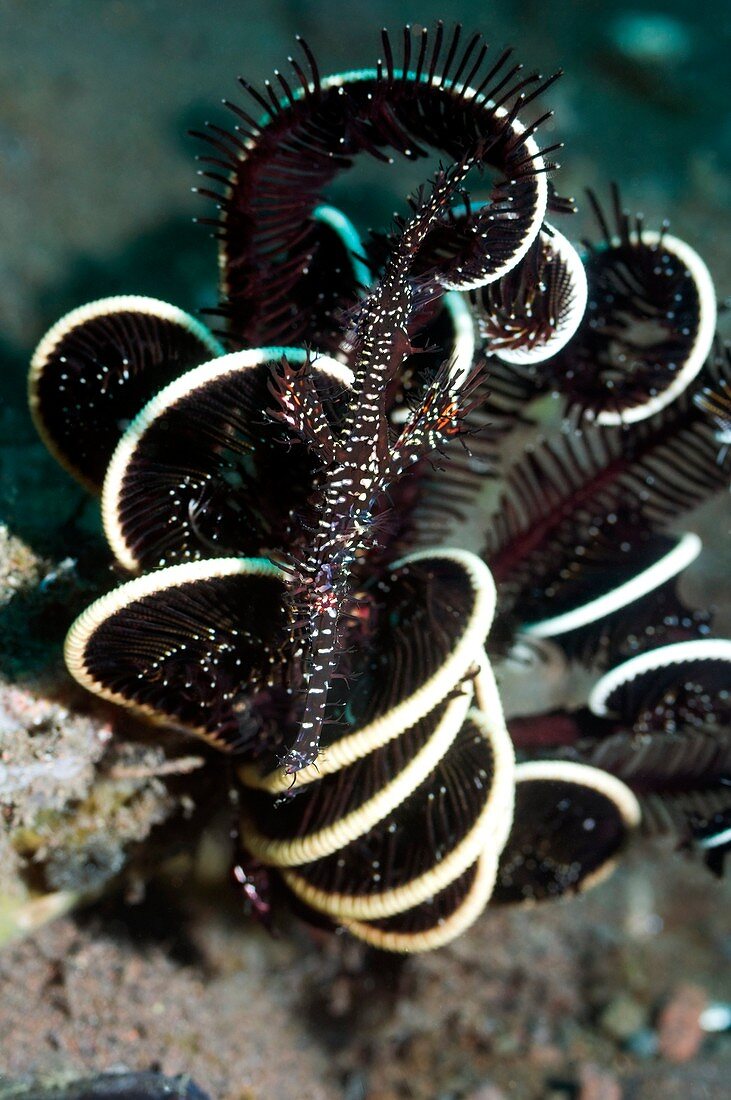 Ornate ghost pipefish