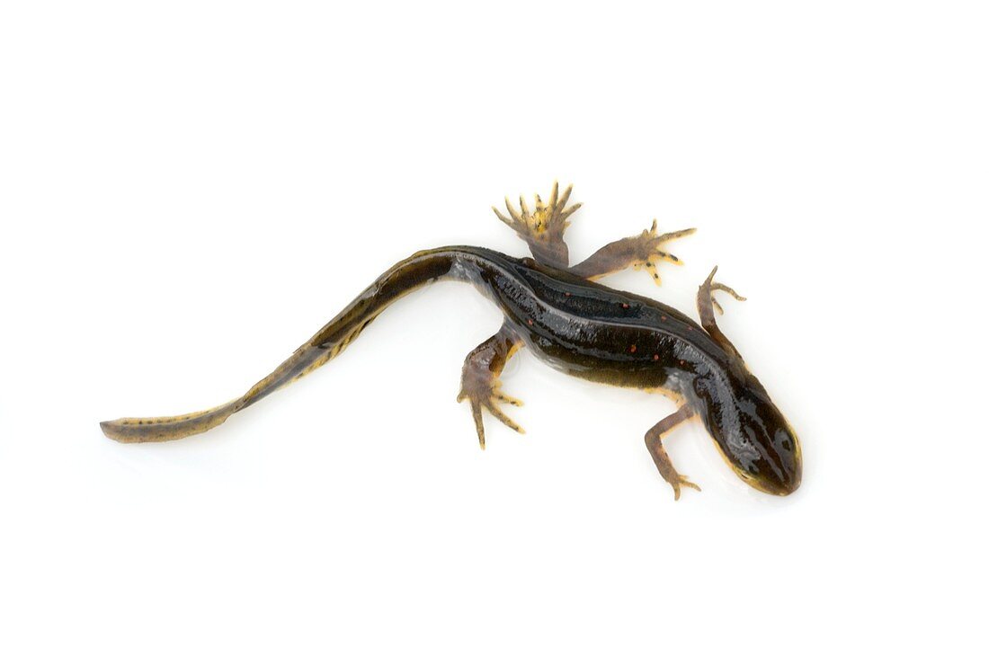 Mutated eastern newt
