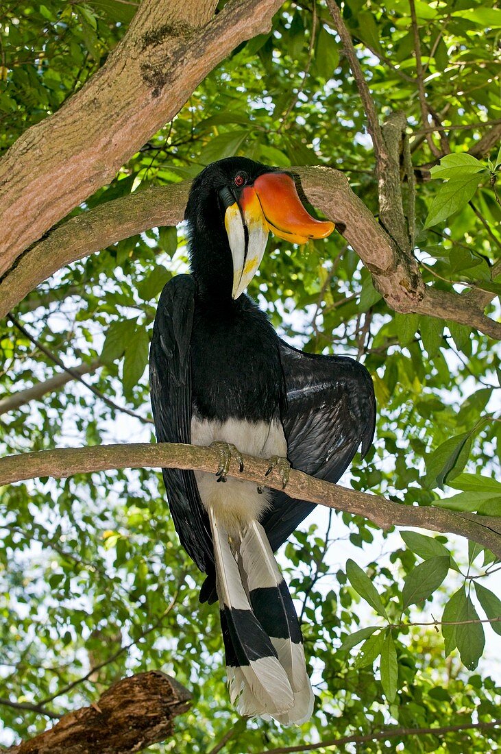 Male rhinoceros hornbill in a tree