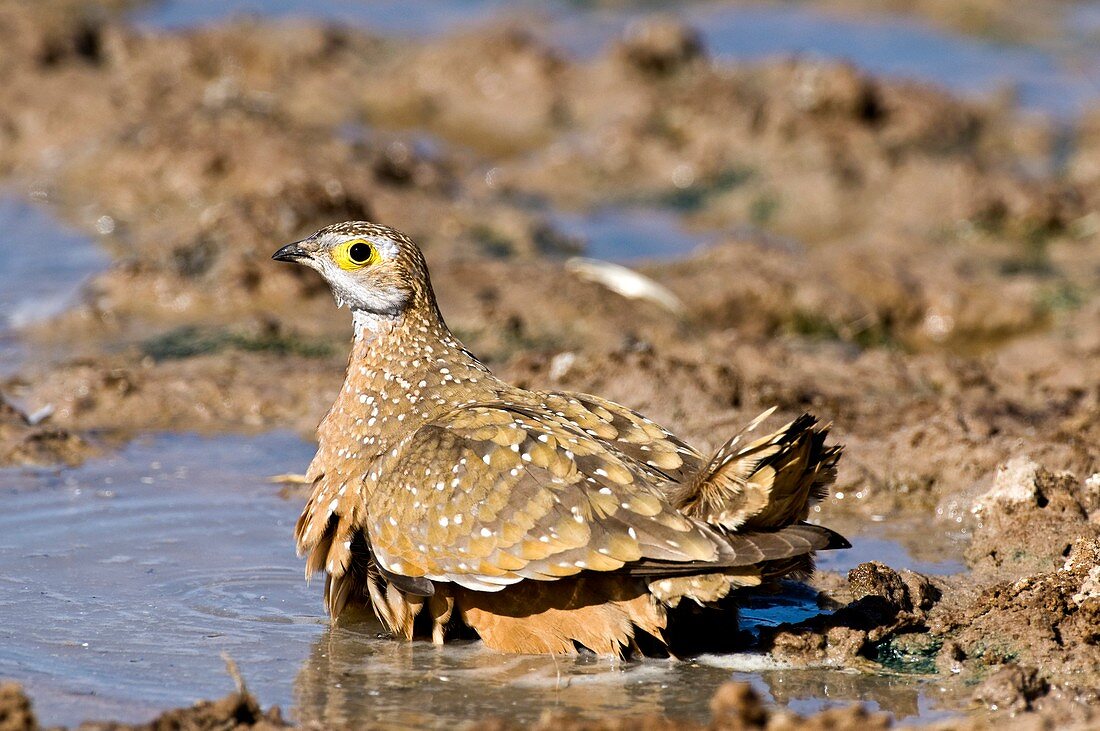 Burchell's sandgrouse in a watering hole