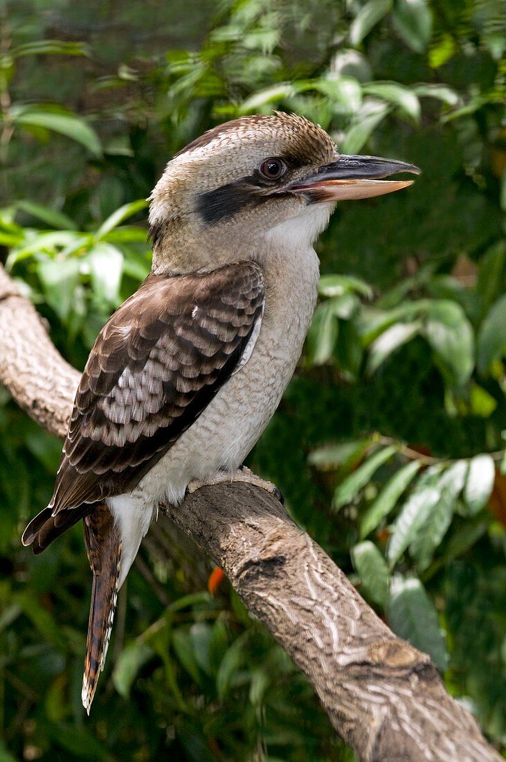 Laughing kookaburra