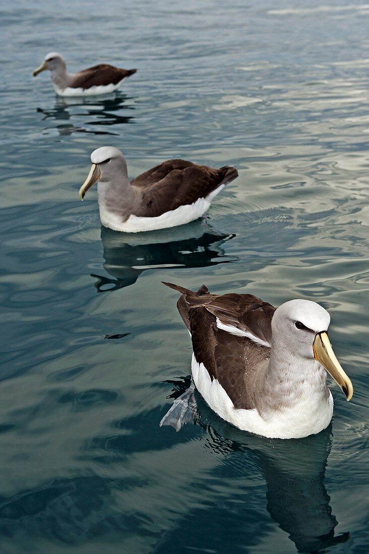 Salvin's albatrosses