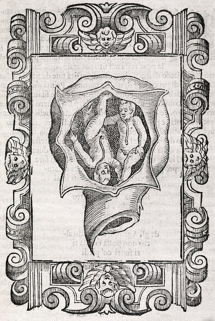 Twin foetuses,17th century artwork