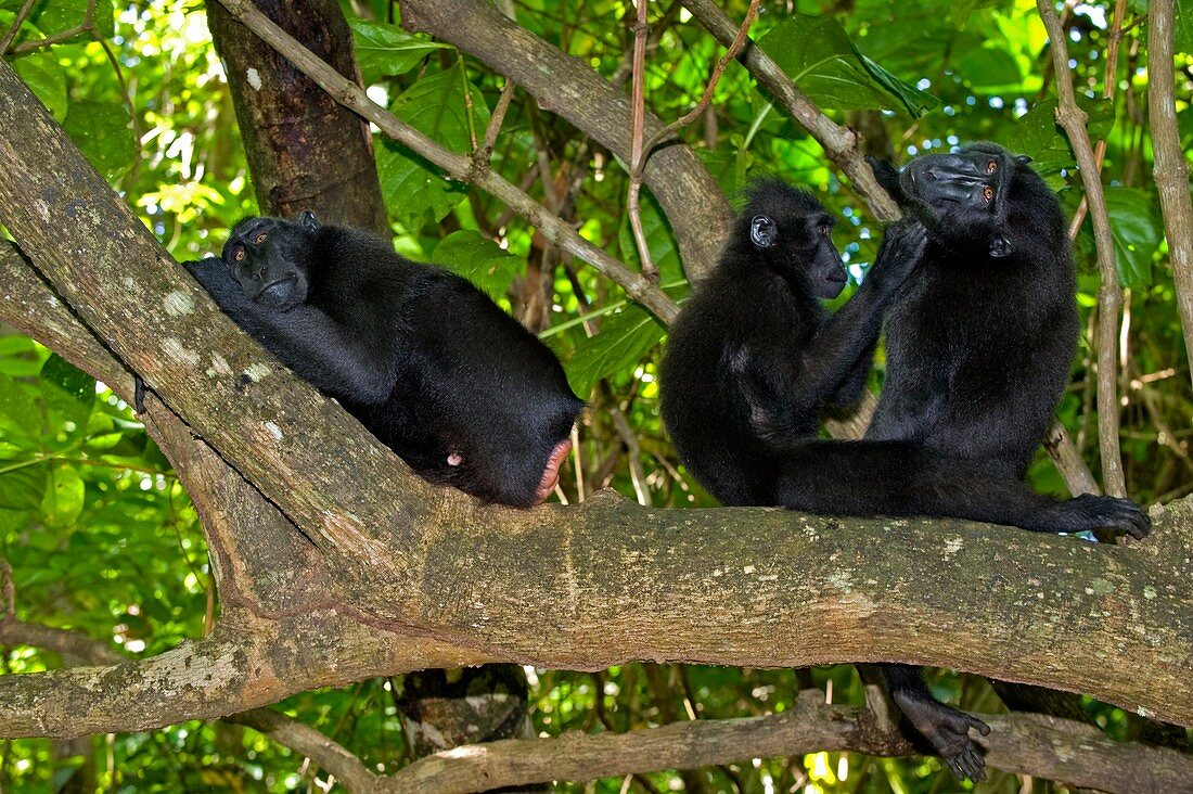 Crested black macaques