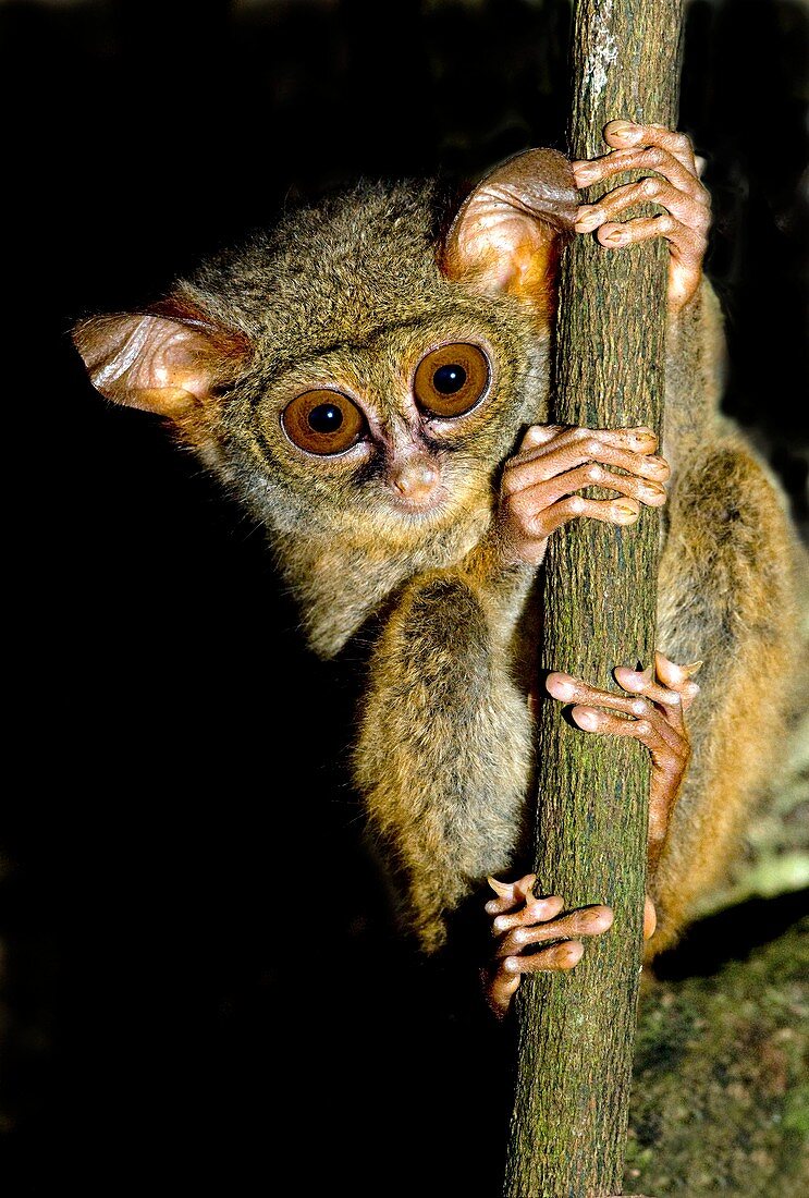 Spectral tarsier in a tree