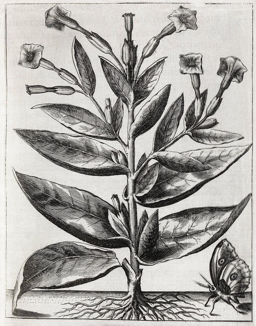 Tobacco plant,17th century artwork