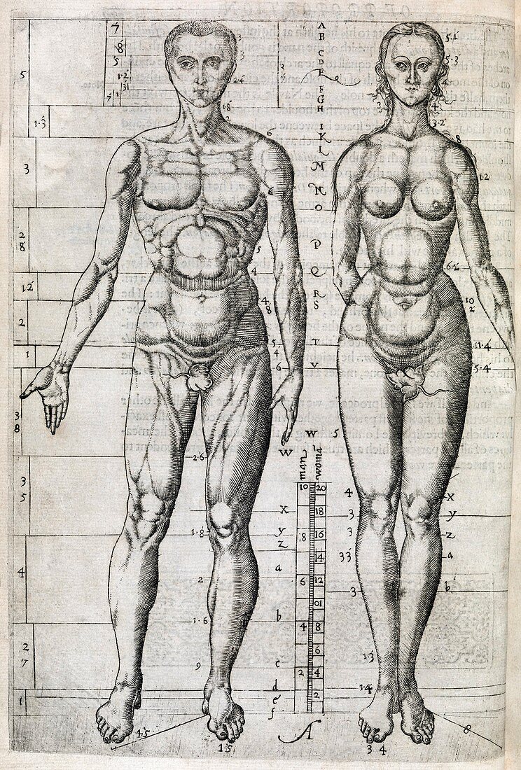 Human anatomy,16th century artwork