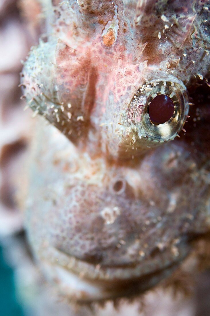 Flathead scorpionfish