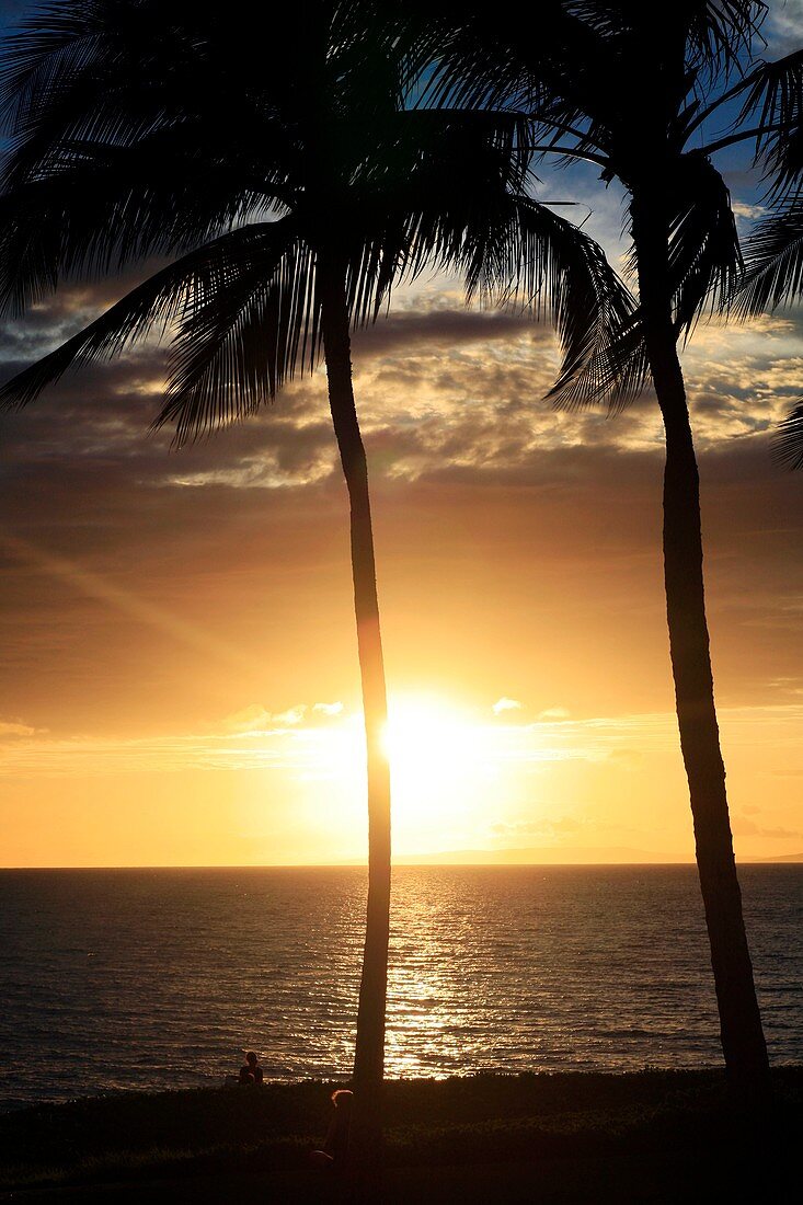 Palm trees on a beach at sunset