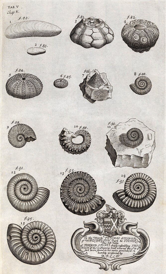 Fossils,18th century artwork