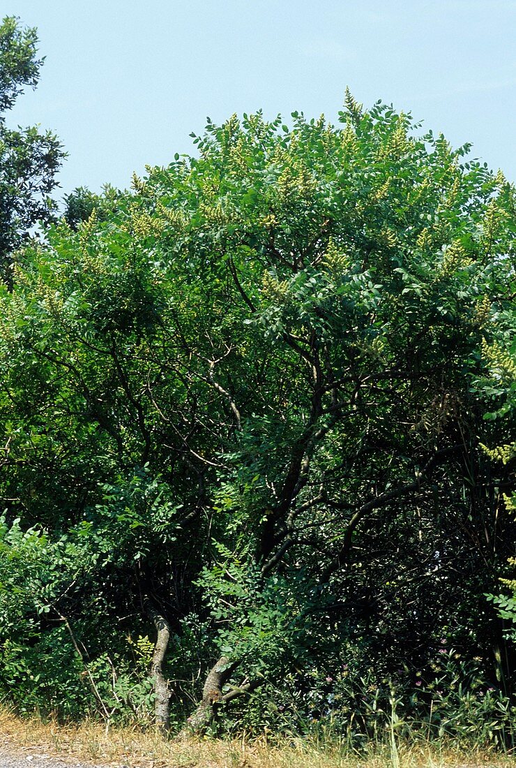 Sumac (Rhus coriaria)