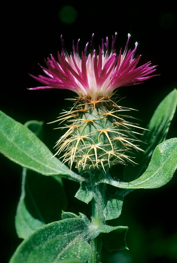 Centaurea sphaerocephala