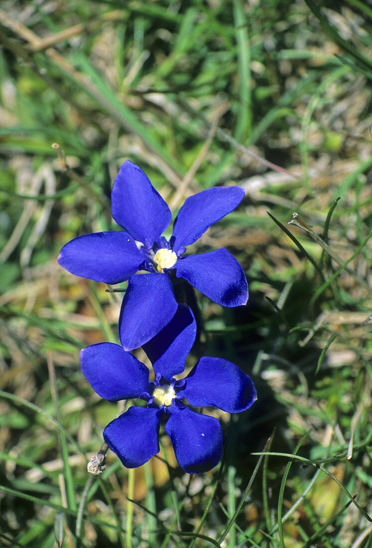 Spring Gentian (Gentiana verna)