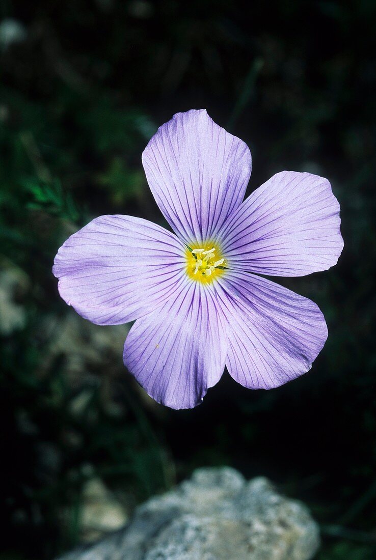 Linum alpinum subsp. julianum