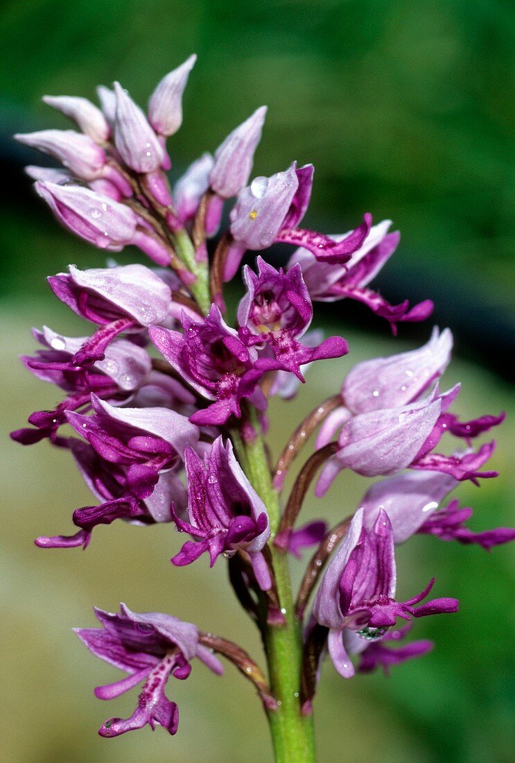 Military Orchid (Orchis militaris)