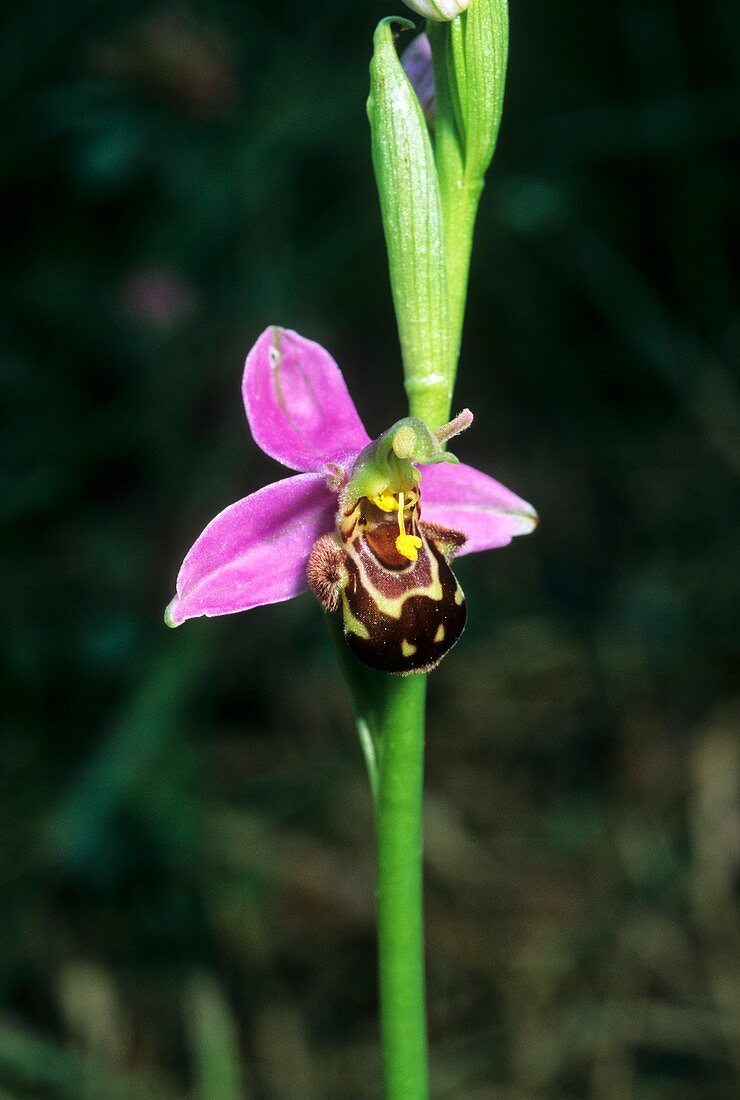 Bee Orchid (Ophrys apifera)