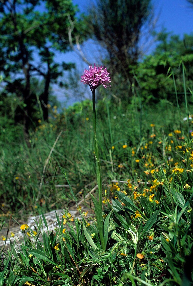 Toothed Orchid (Orchis tridentata)