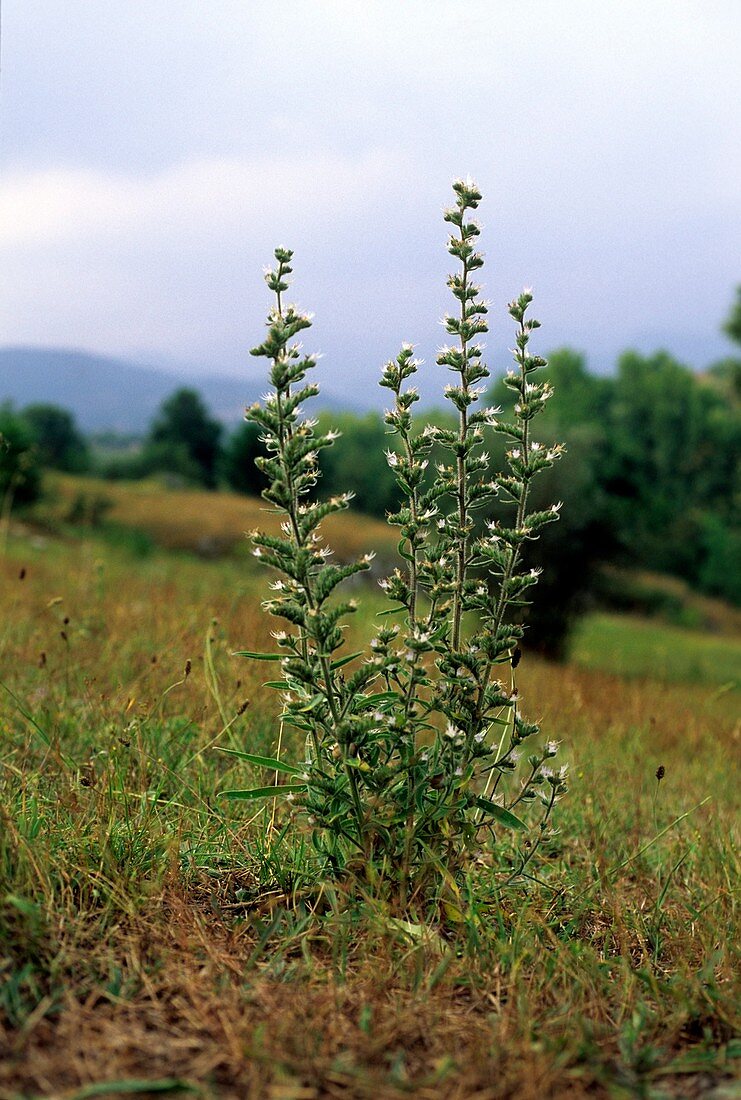 Viper's bugloss (Echium italicum)