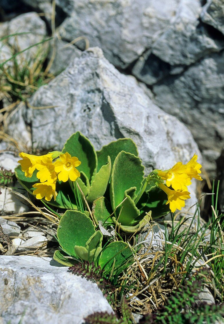 Primrose (Primula auricula)