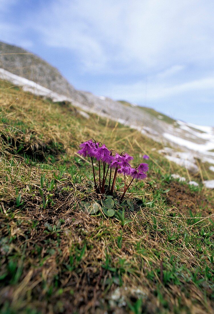 Alpine Snowbell (Soldanella alpina)