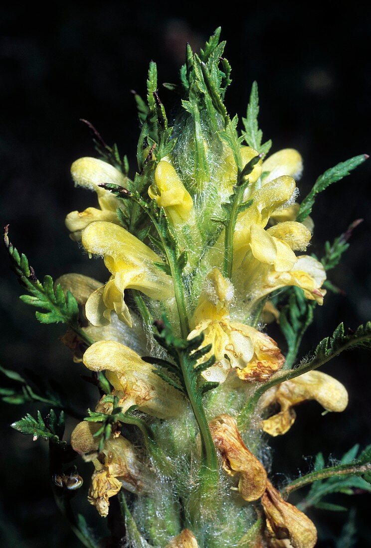 Pedicularis foliosa