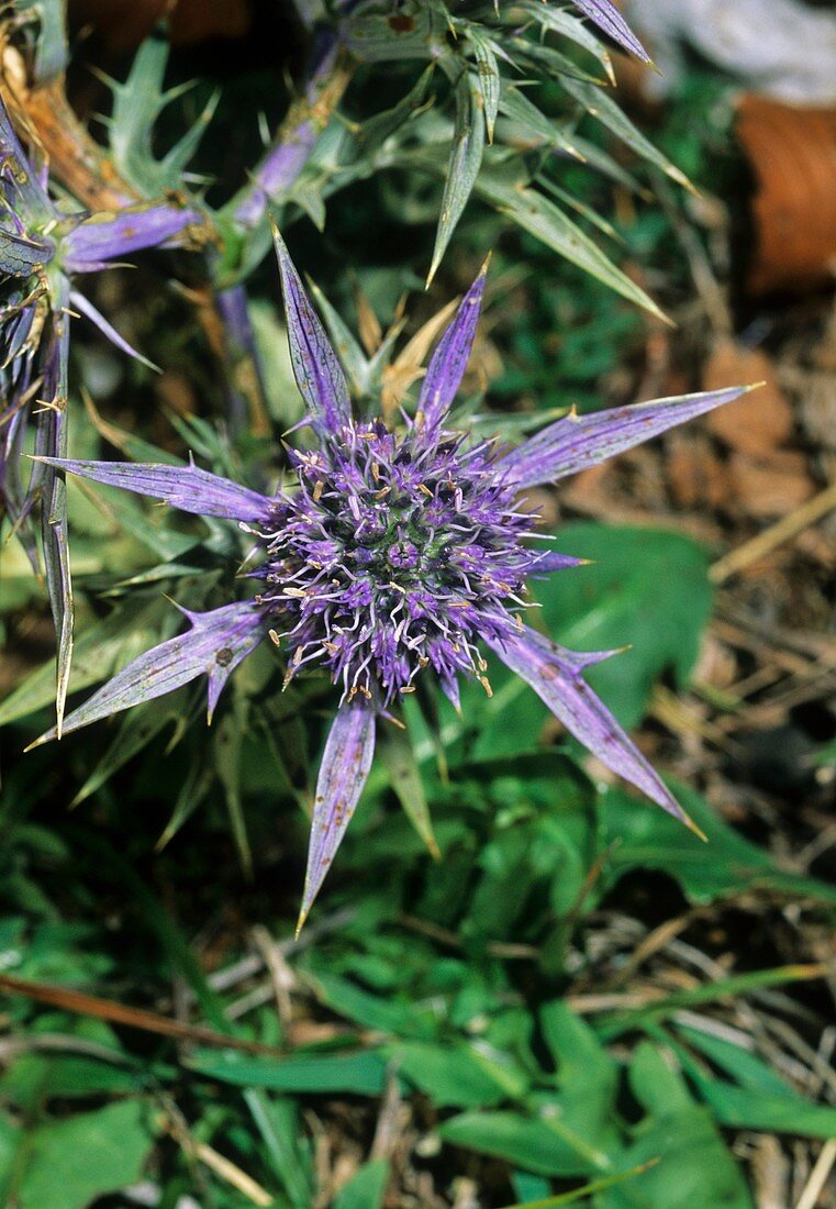 Sea Holly (Eryngium amethystinum)