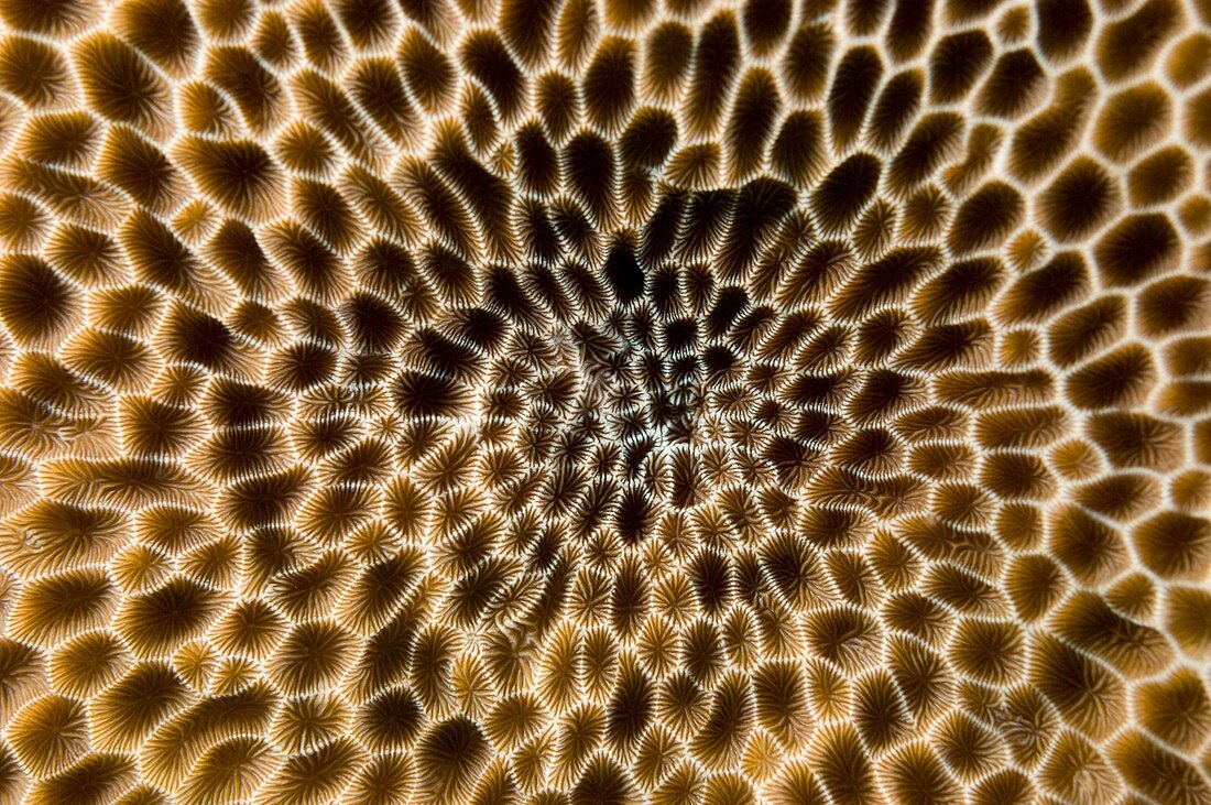 Hard coral