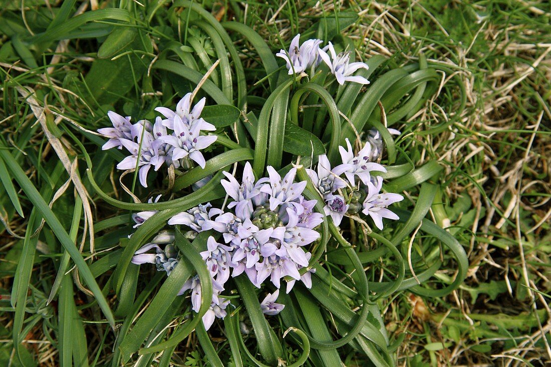 Spring Squill (Scilla verna Huds)