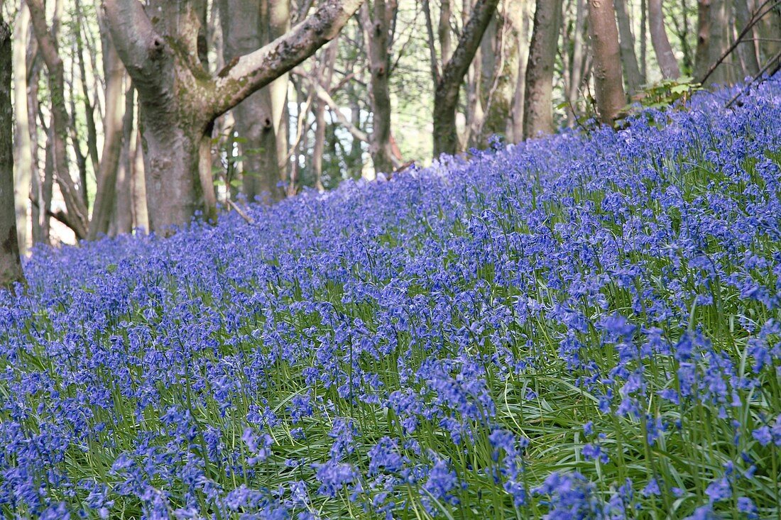 Bluebells (Endymion non-scriptus)