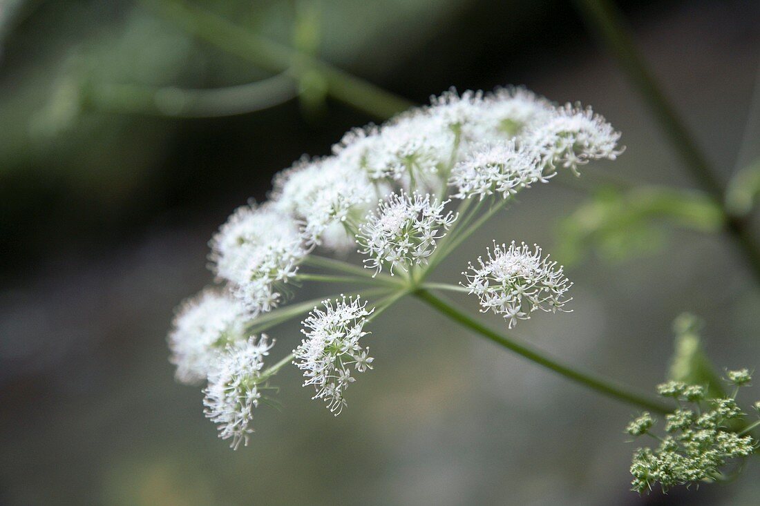 Wild Angelica (Angelica sylvestris)