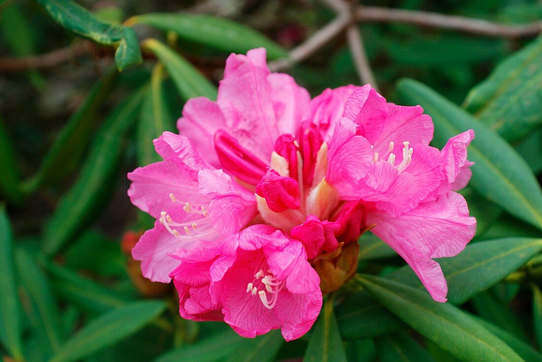 Rhododendron pulcherrimum