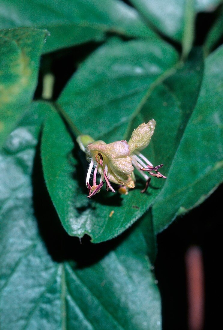 Alpine Honeysuckle (Lonicera alpigena)