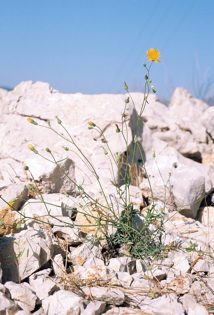 Slender Sowthistle (Sonchus tenerrimus)