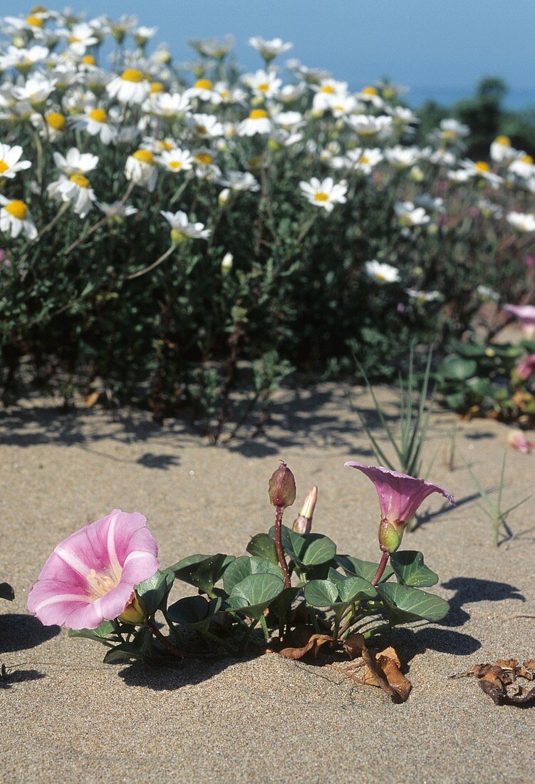 Calystegia soldanella