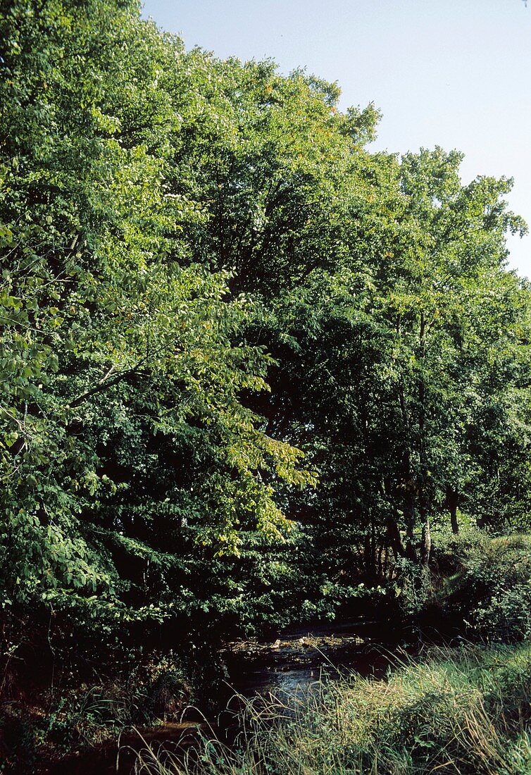 Common Hornbeam (Carpinus betulus)