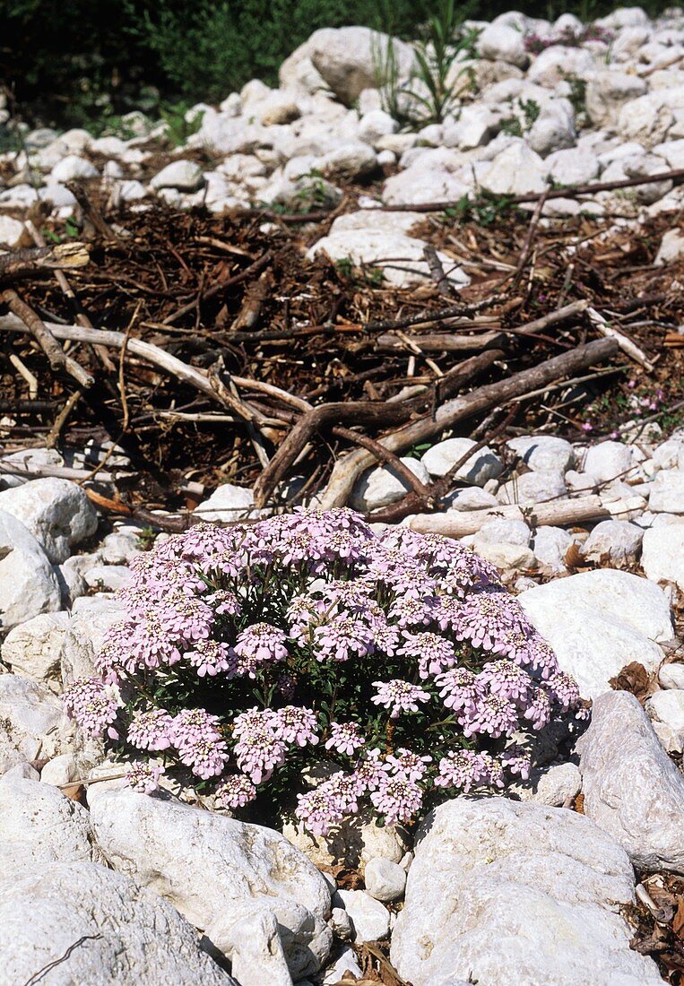 Pruit's Candytuft (Iberis pruitii)